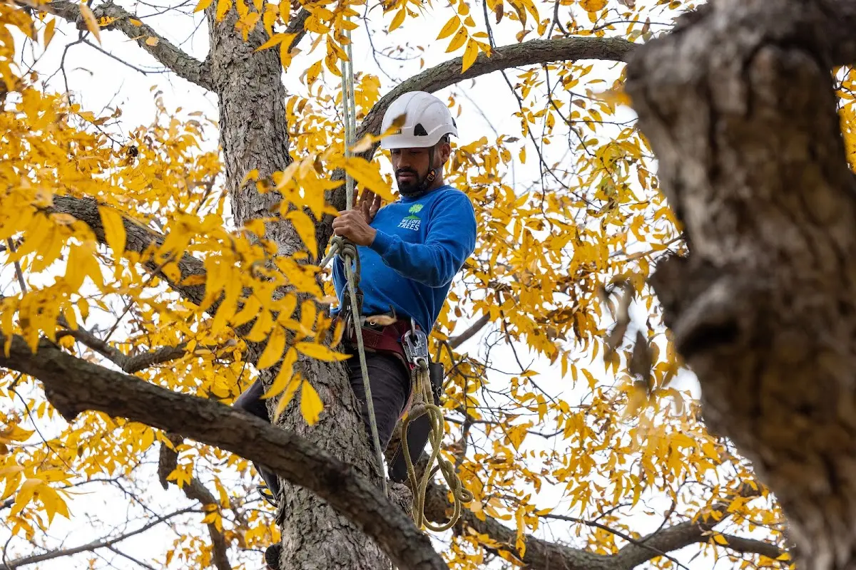 Skilled Tree Transplanting crew working in Sibley